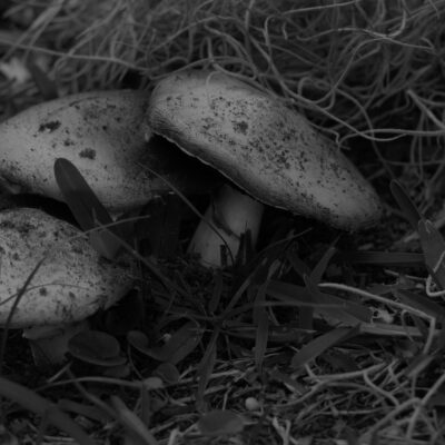 mushrooms