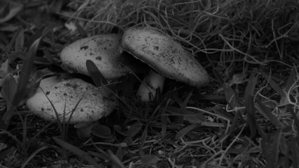 mushrooms