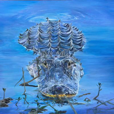 Alligator