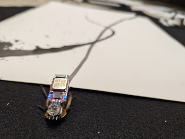 Making (Conscious & Unconscious: Gromphadorrhina portentosa)