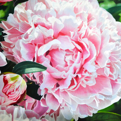 Peonies