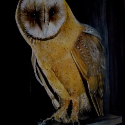 Owl in Oil,