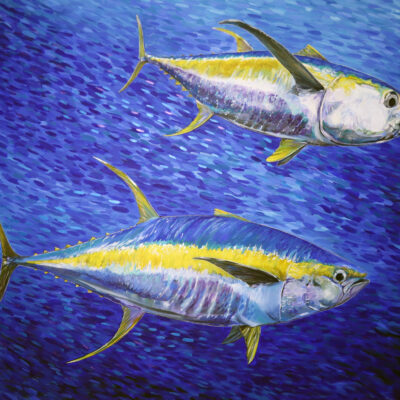 Two Yellowfin Tuna