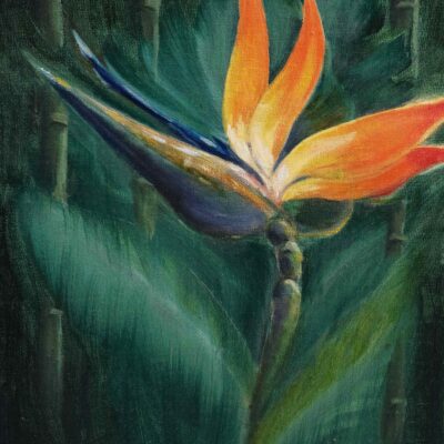 Bird of Paradise