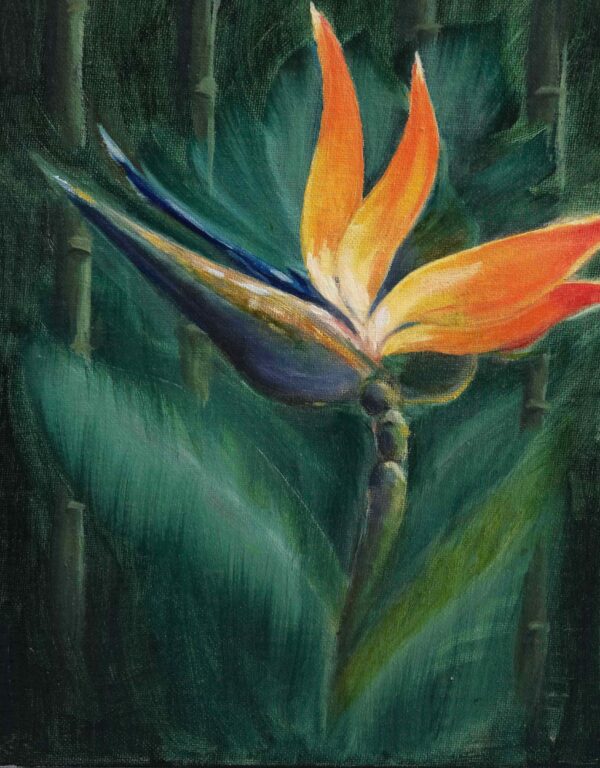 Bird of Paradise