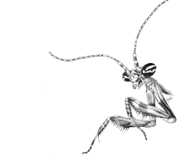 Hello World: Statilia maculata