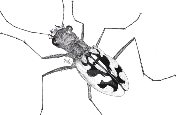 Endangered: Cicindela laetescripta