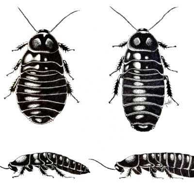Health Accordion: Salganea taiwanensis
