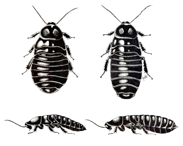 Health Accordion: Salganea taiwanensis