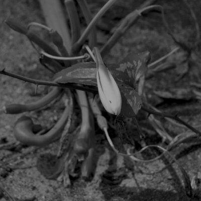 Funeral Lily