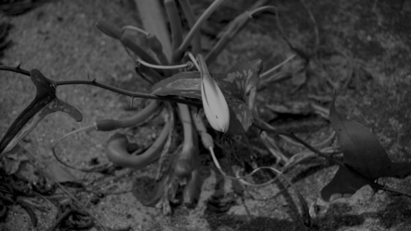 Funeral Lily