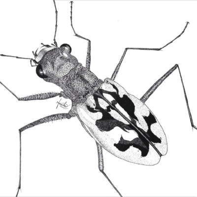 Endangered: Cicindela laetescripta