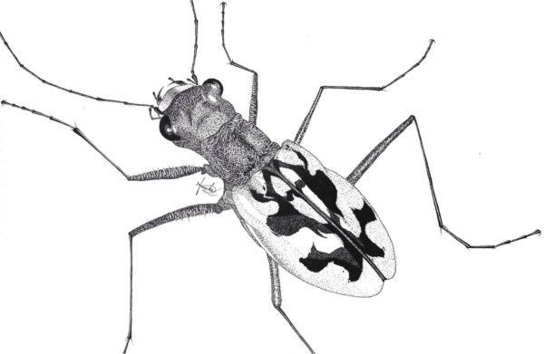 Endangered: Cicindela laetescripta