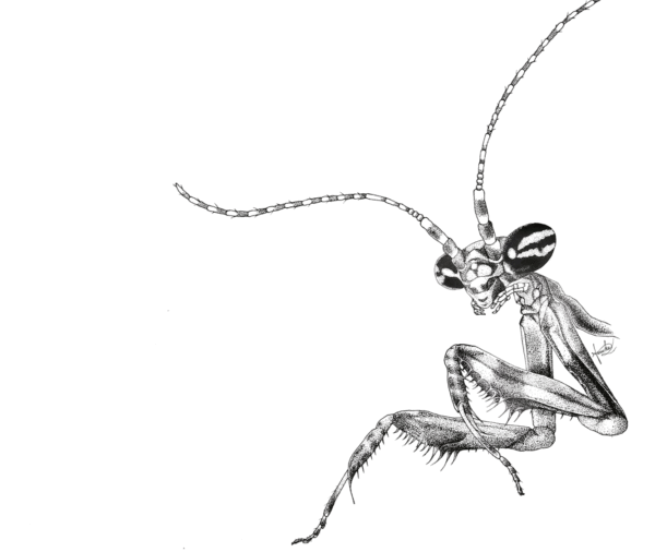 Hello World: Statilia maculata