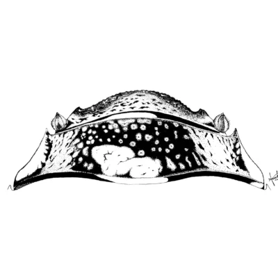 Delicious: Salganea Taiwanensis