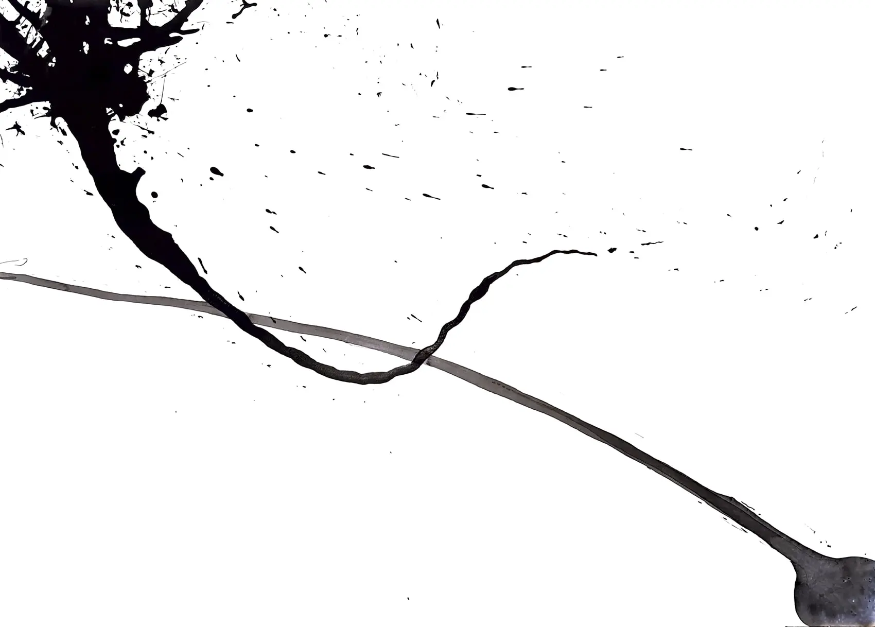 Conscious & Unconscious: Gromphadorrhina Portentosa