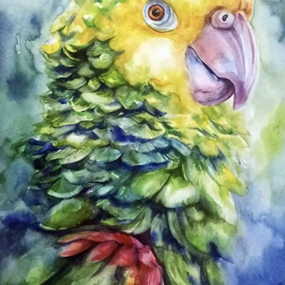 Conure