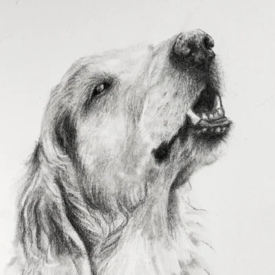Dog Years | Rebecca Allain | Graphite art sale at TERAVARNA