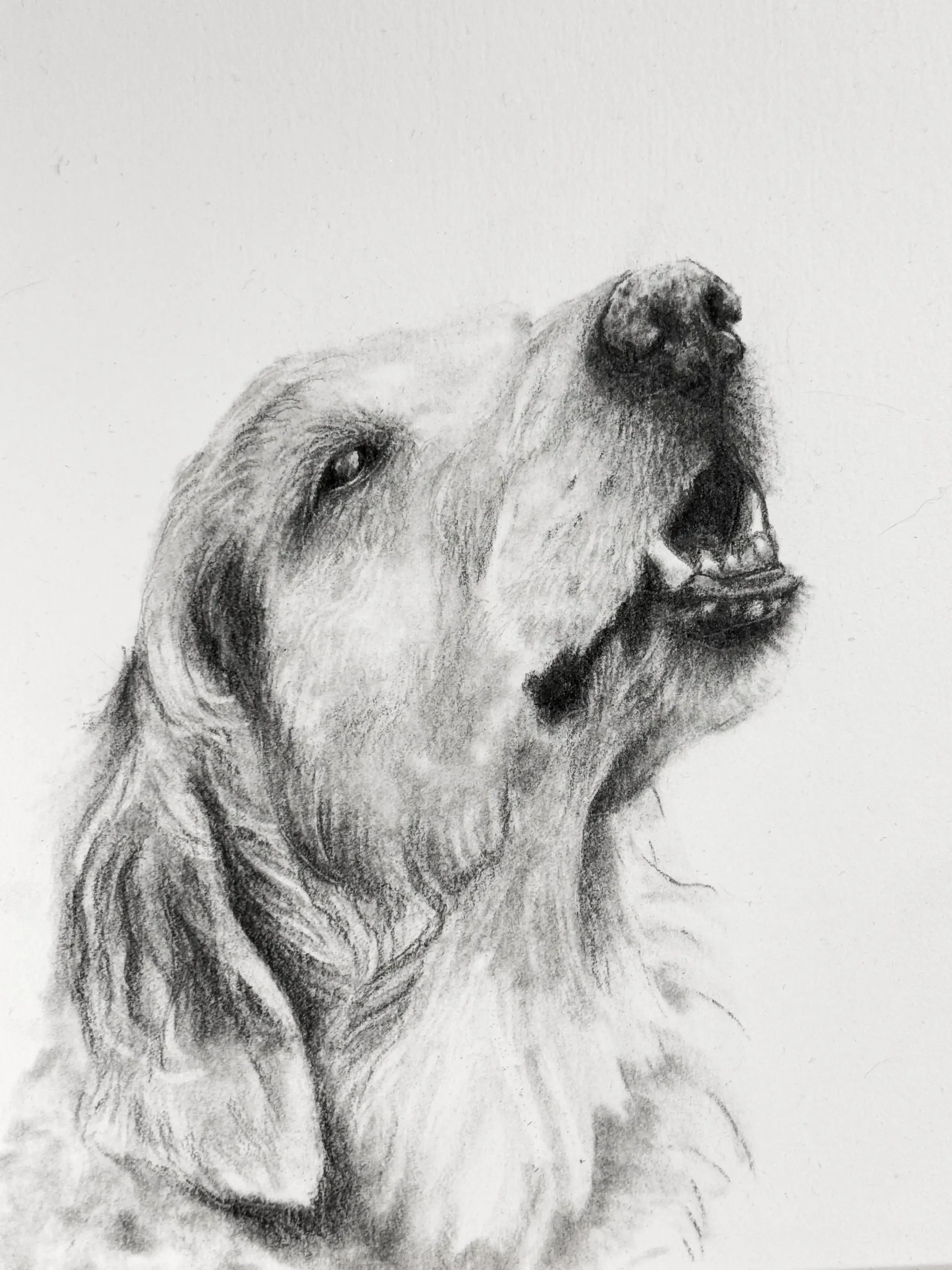 Dog Years | Rebecca Allain | Graphite art sale at TERAVARNA