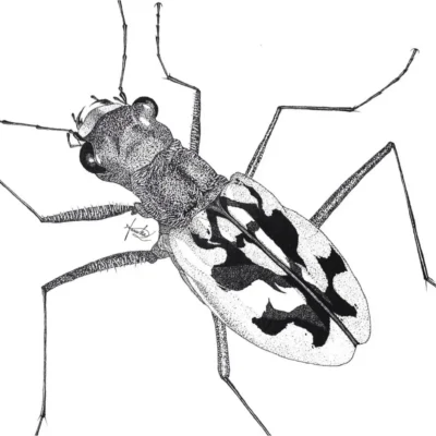 Endangered: Cicindela laetescripta