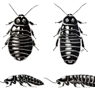 Health Accordion: Salganea taiwanensis