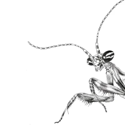 Hello World: Statilia maculata