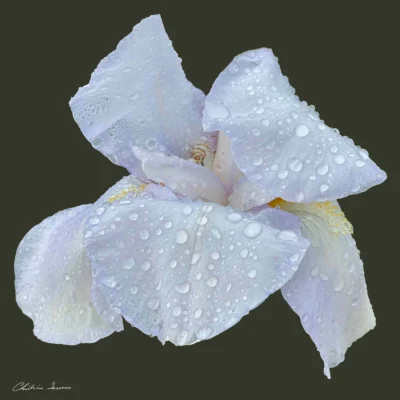 Iris Raindrops
