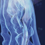 Light in the Mystery