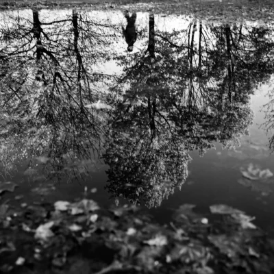 Mirror Of The Autumn