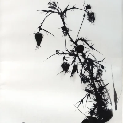 Shadows of Winter Brittleness