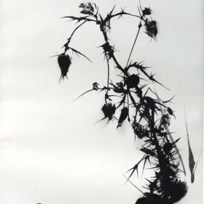 Shadows of Winter Brittleness