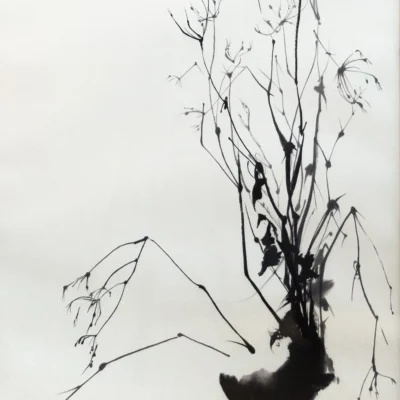 Shadows of Winter Continuousness