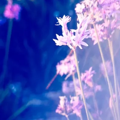 Diptych “Dream in Lavender” Part 1