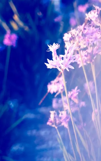 Diptych “Dream in Lavender” Part 1