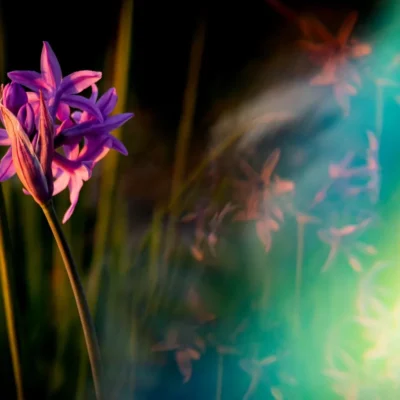 Diptych "Lucid bloom". Part 1