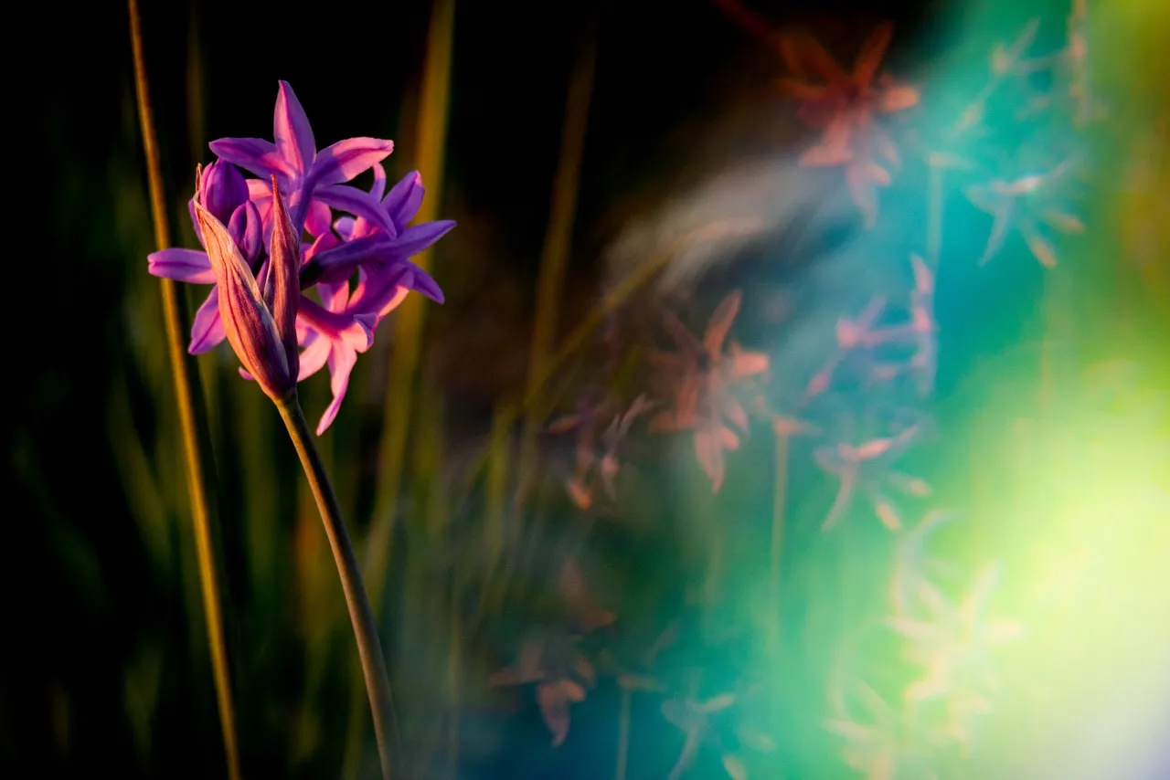 Diptych "Lucid bloom". Part 1