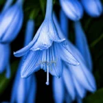 African Lily