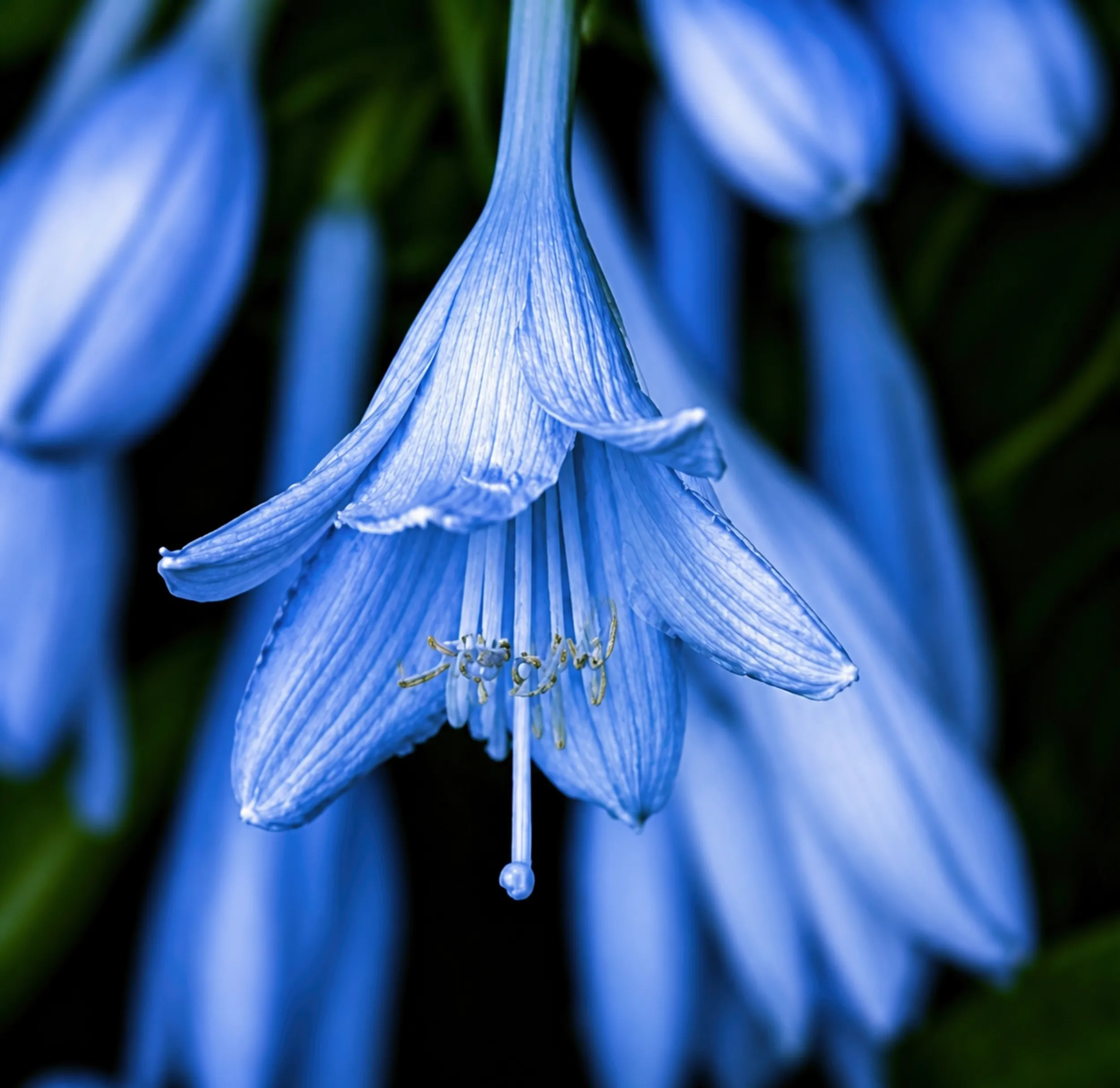 African Lily