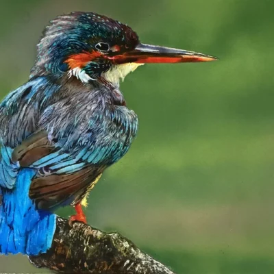 Kingfisher