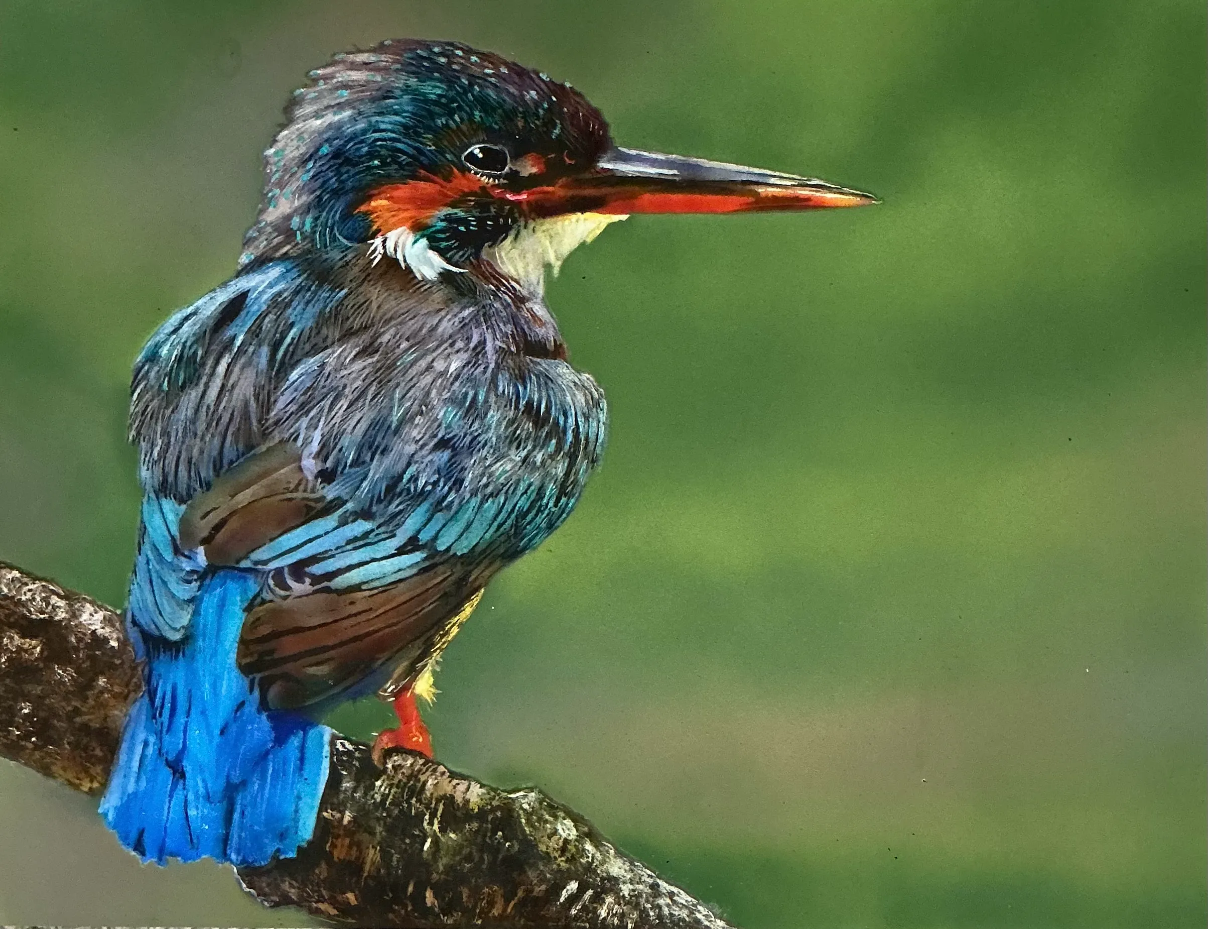 Kingfisher