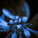Midnight in Bloom