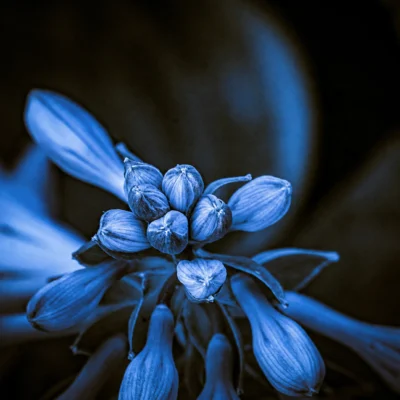 Midnight in Bloom