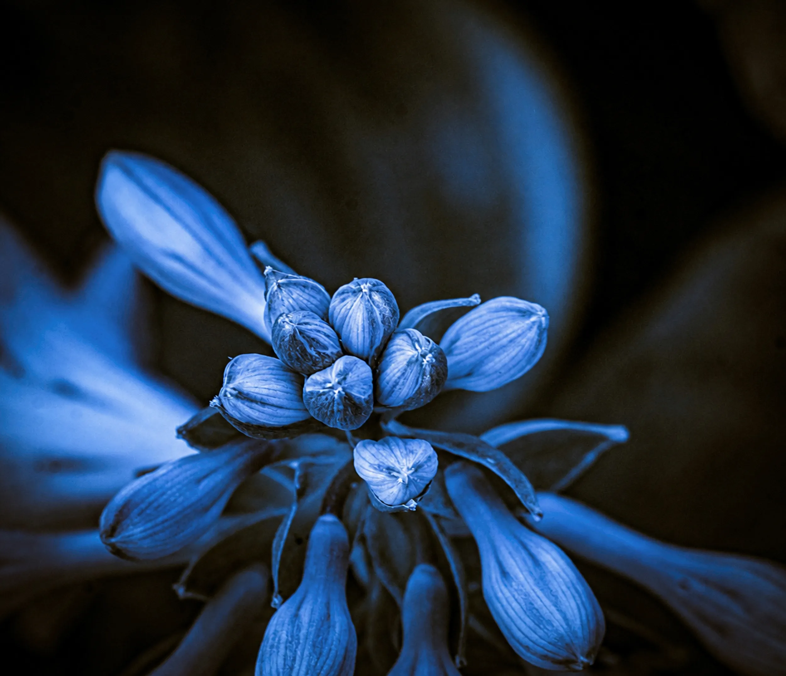 Midnight in Bloom