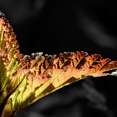 Radiance in Shadow