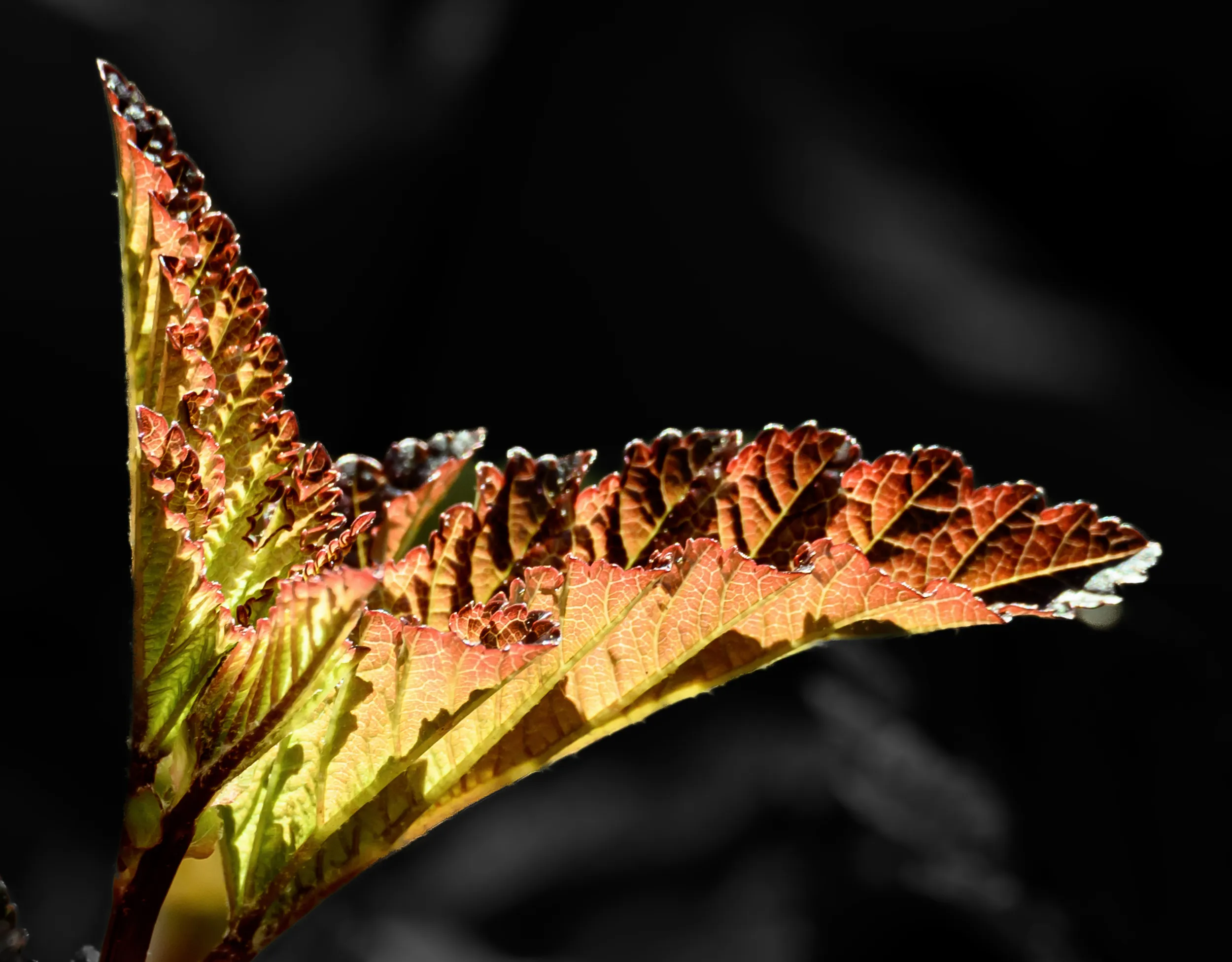 Radiance in Shadow