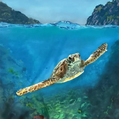 Turtle Passage