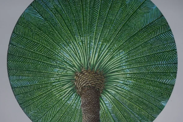 Aruba's Palm Tree