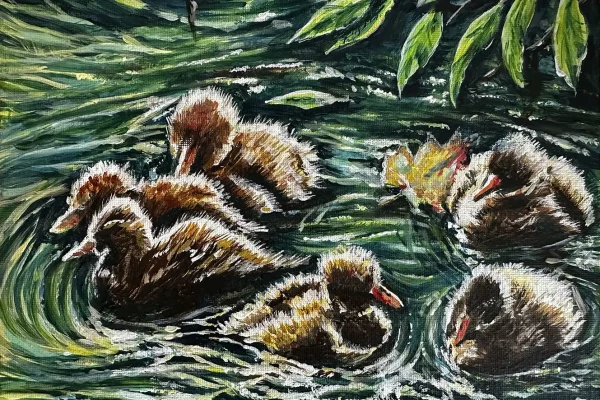 Ducklings Swimming