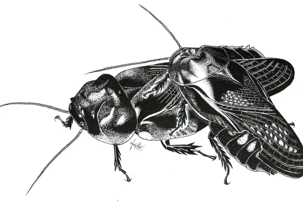 True Love: Salagnea taiwanensis