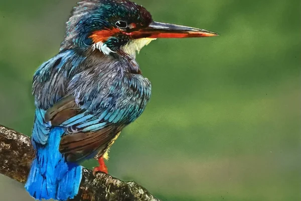 Kingfisher